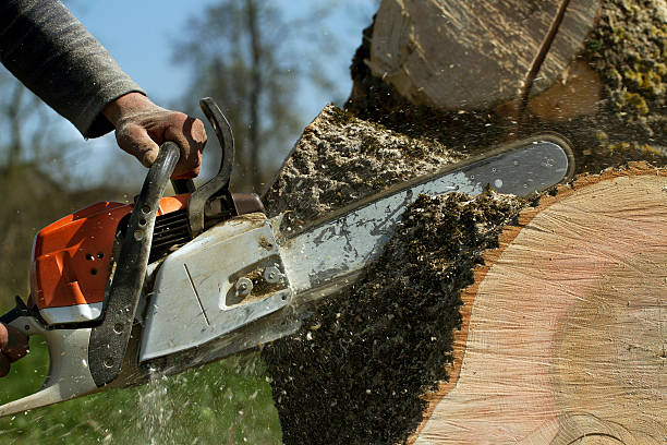 Best Tree Care Services  in Ovid, MI